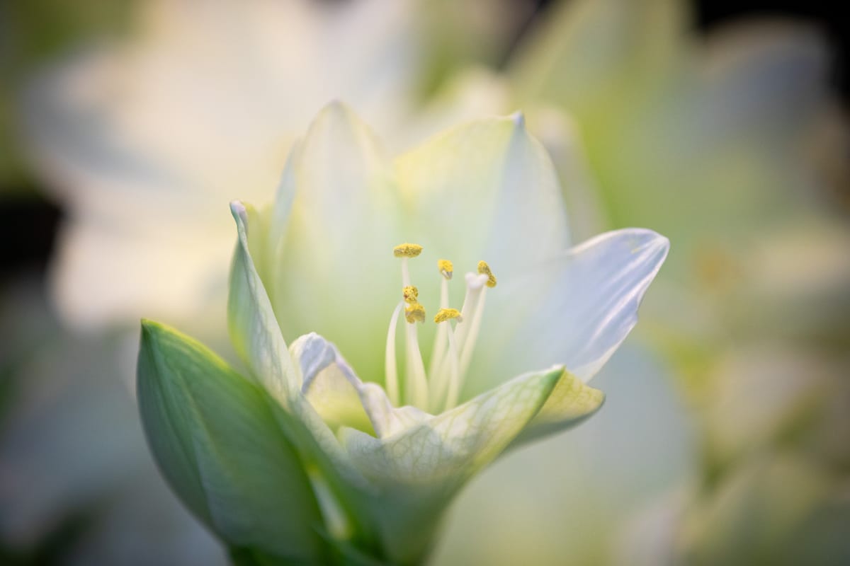 Talvipuutarhan lumoa