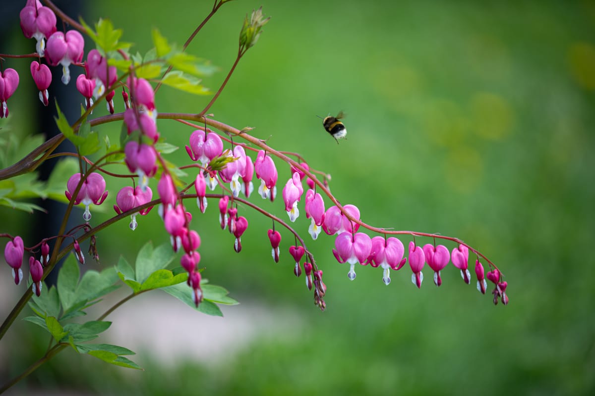 Työläinen laskeutumassa