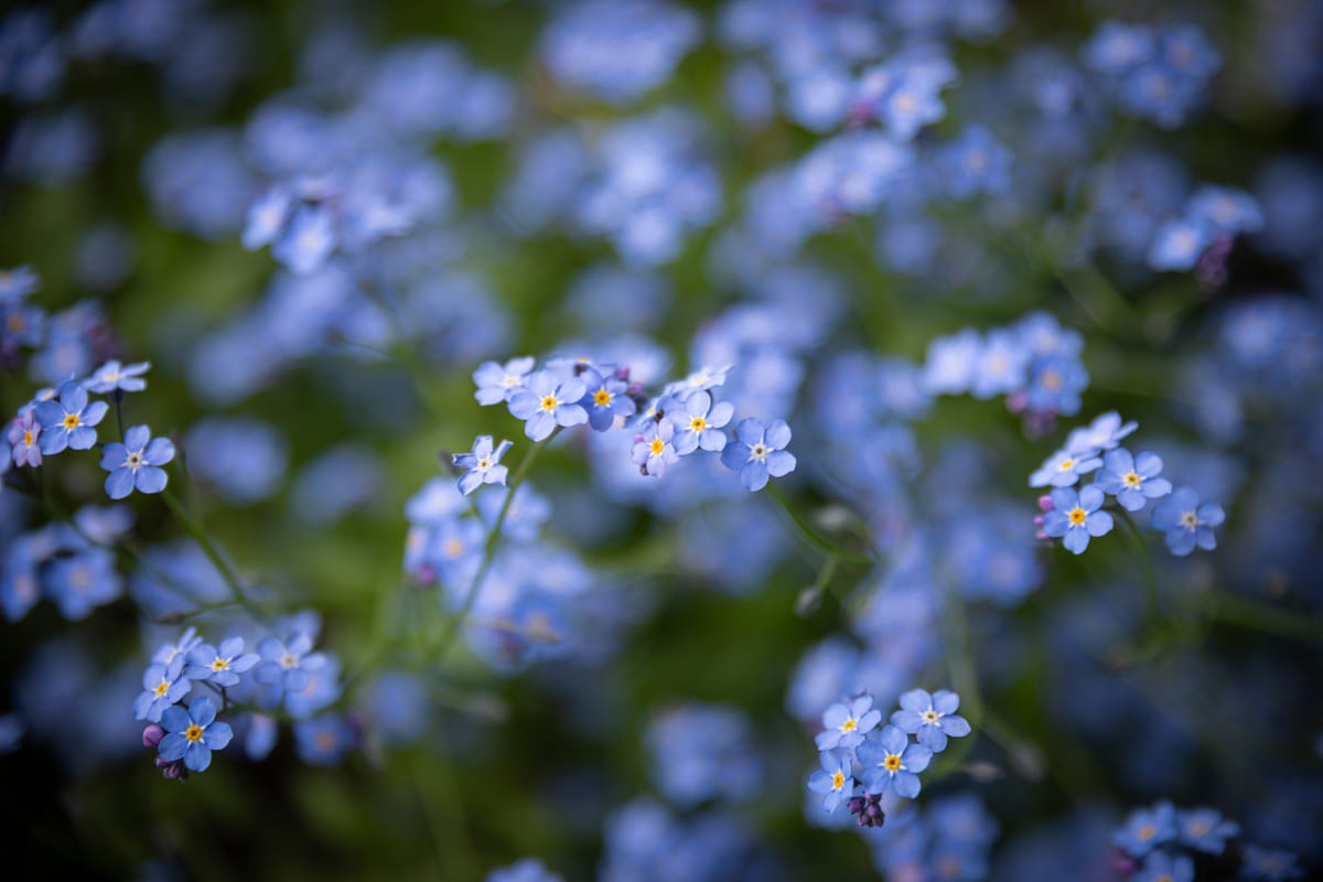 Lemmikki (forget-me-not)